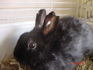Kaninchen mit kaputten Ohren